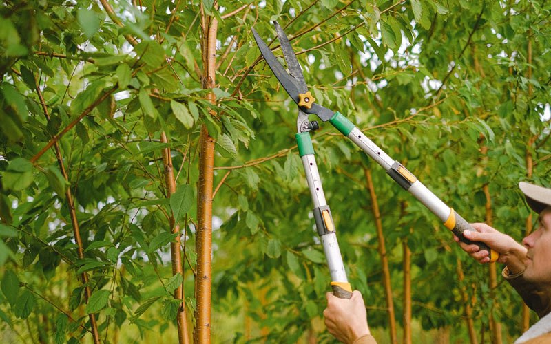 Tree trimming in Simi Valley, CA